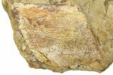Fossil Dinosaur Bones and Ossified Tendon in Sandstone - Wyoming #371518-2